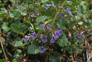 Glechoma hederacea Hondsdraf bestellen